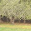 Freeman's Forest 2